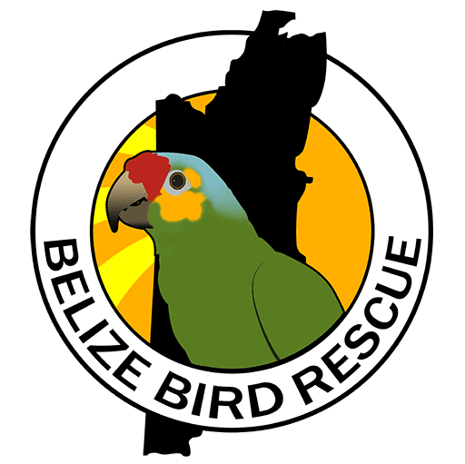 Belize Bird Rescue